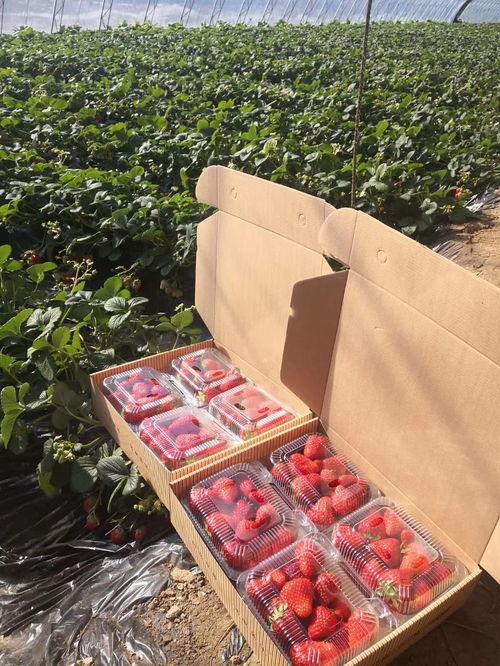 北京农产品供应信息平台助农户销售蔬果400多万公斤