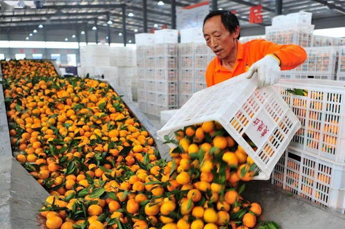 亚洲最大农产品批发市场助力 宜昌蜜橘 销售